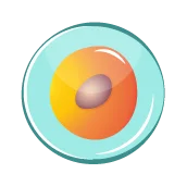 هفته اول بارداری