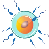 هفته دوم بارداری