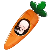 هفته بیست و یکم بارداری