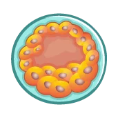 هفته سوم بارداری