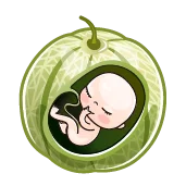 هفته سی و چهارم بارداری