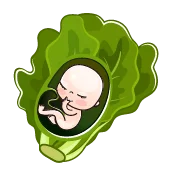 هفته سی و هفتم بارداری