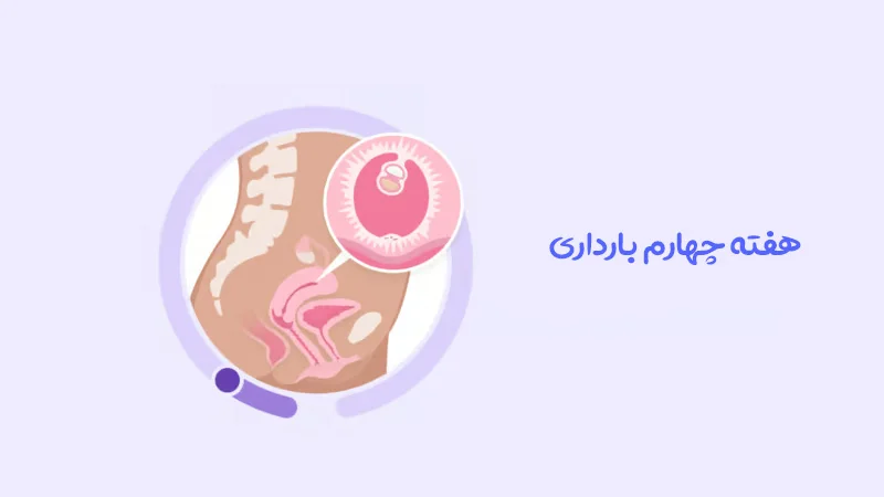 هفته چهارم بارداری؛ آغاز روند رشد جنین