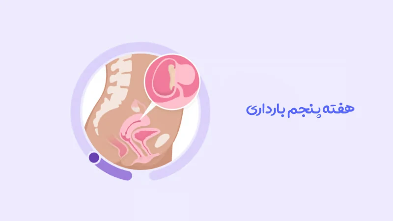 هفته پنجم بارداری: رشد جنین و تغییرات مهم در بدن مادر