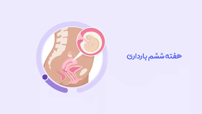 هفته ششم بارداری؛ تغییرات جنین و نکات مراقبتی برای مادر
