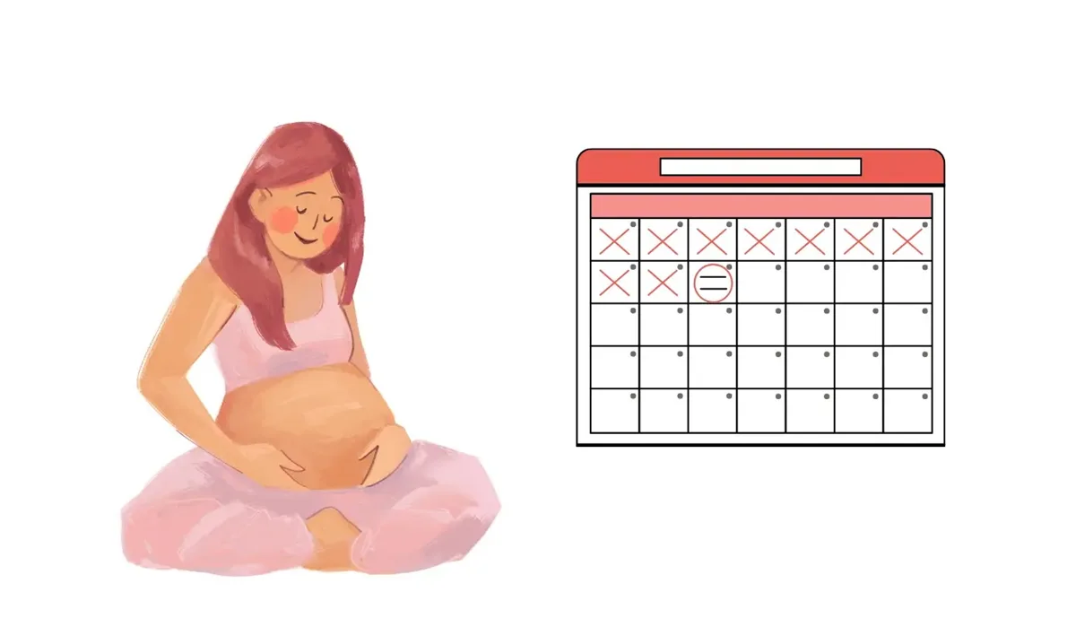 هفته به هفتهٔ بارداری