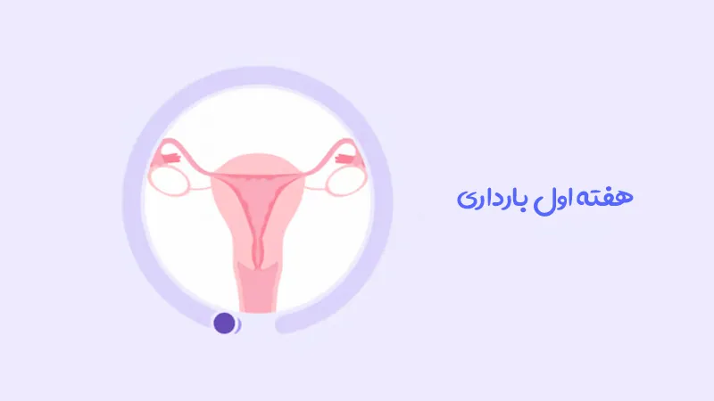 هفته اول بارداری، آغاز یک سفر شگفت انگیز
