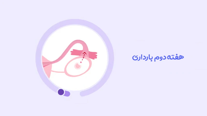 هفته دوم بارداری، آغاز سفر مادرانه!