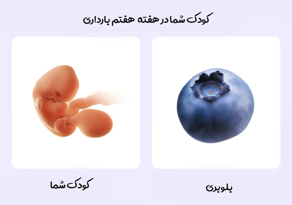 رشد کوچولوی شما در هفته هفتم بارداری