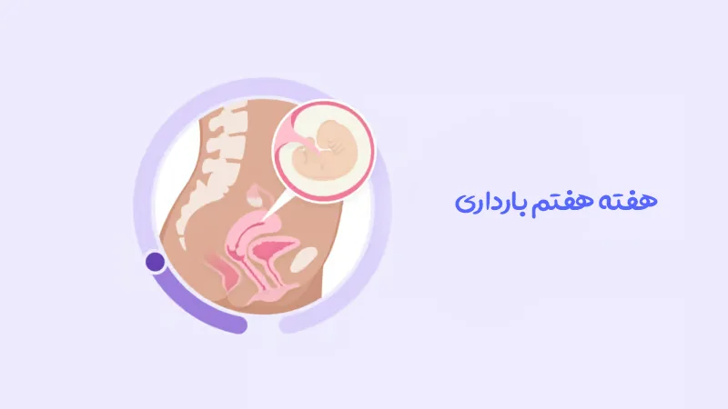 هفته هفتم بارداری؛ رشد جنین و تغییرات جدید در بدن مادر