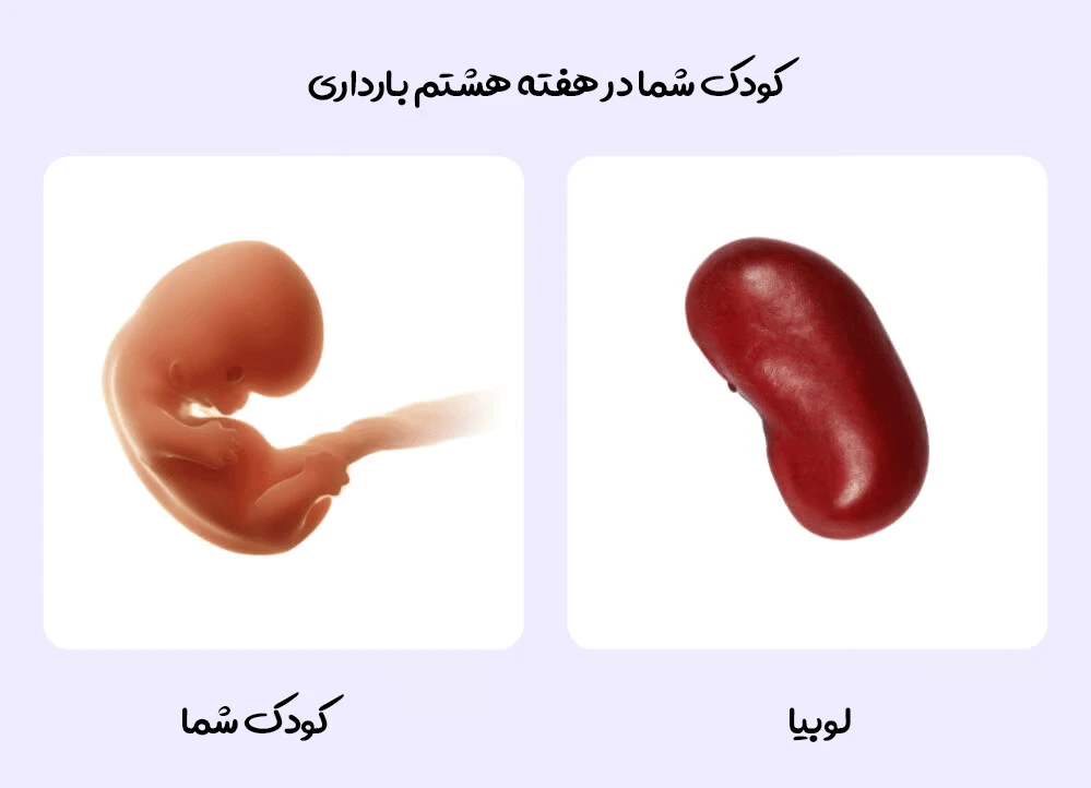رشد کوچولوی شما در هفته هشتم بارداری