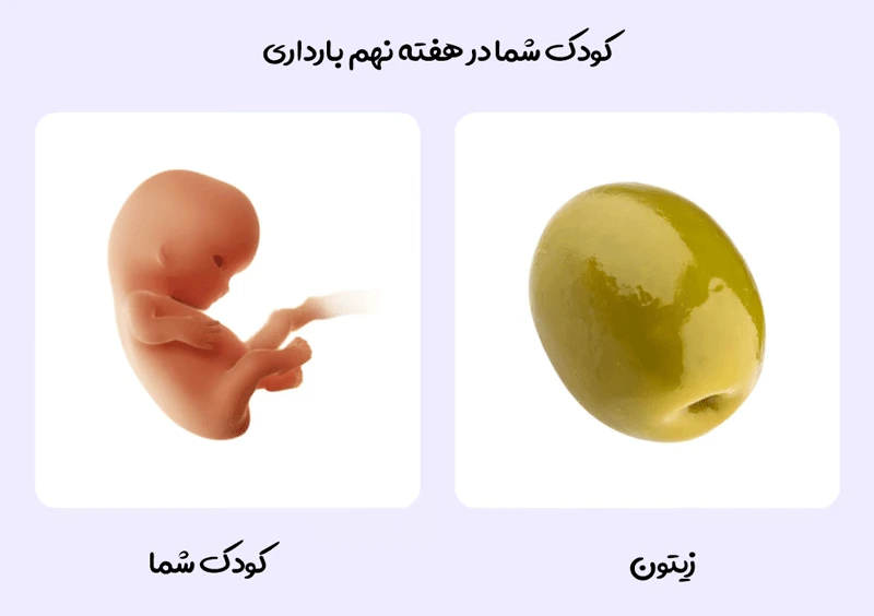 رشد کوچولوی شما در هفته نهم بارداری