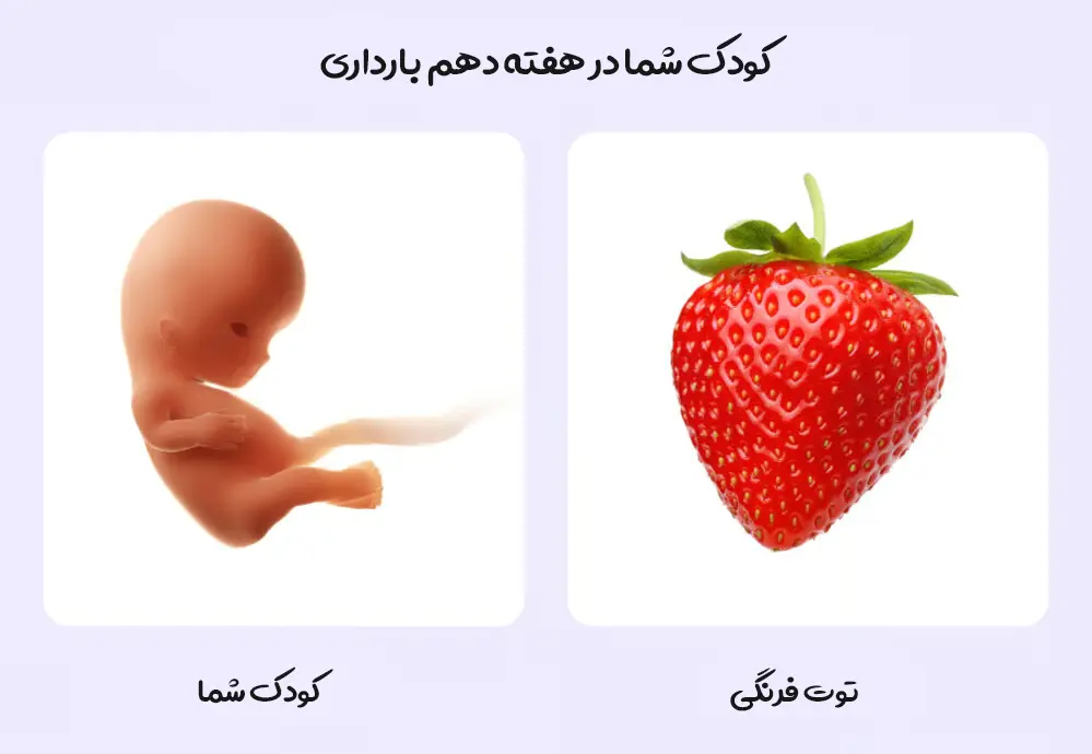هفته دهم بارداری؛ از علائم تا مراقبت های ضروری 1 رشد کوچولوی شما در هفته دهم بارداری