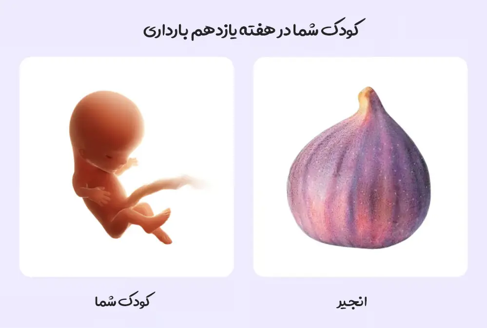 رشد کوچولوی شما در هفته یازدهم بارداری