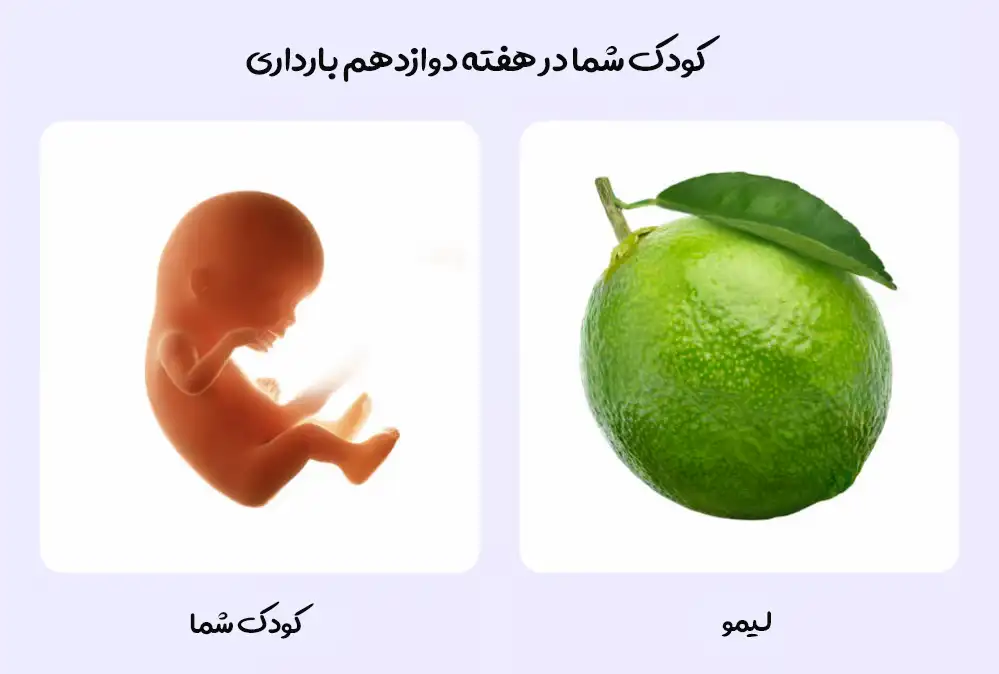 هفته دوازدهم بارداری؛ پایان سه ماهه اول 1 رشد کوچولوی شما در هفته دوازدهم بارداری