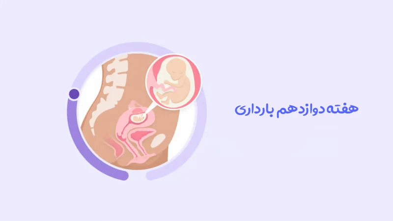 هفته دوازدهم بارداری؛ پایان سه ماهه اول