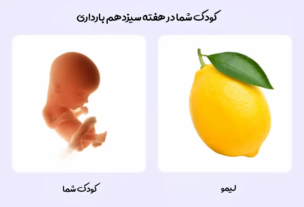 هفته سیزدهم بارداری؛ سلام به سه ماهه دوم! 1 رشد کوچولوی شما در هفته سیزدهم بارداری