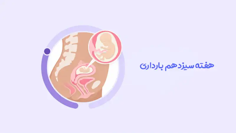 هفته سیزدهم بارداری؛ سلام به سه ماهه دوم!