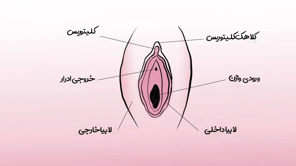 کلیتوریس چیست و چه نقشی در بدن زنان دارد؟