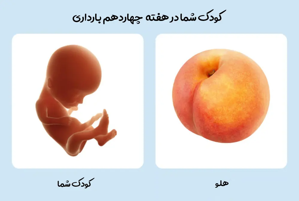 هفته چهاردهم بارداری؛ تغییرات بدن مادر و رشد جنین 1 رشد کوچولوی شما در هفته چهاردهم بارداری