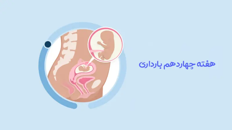 هفته چهاردهم بارداری؛ تغییرات بدن مادر و رشد جنین