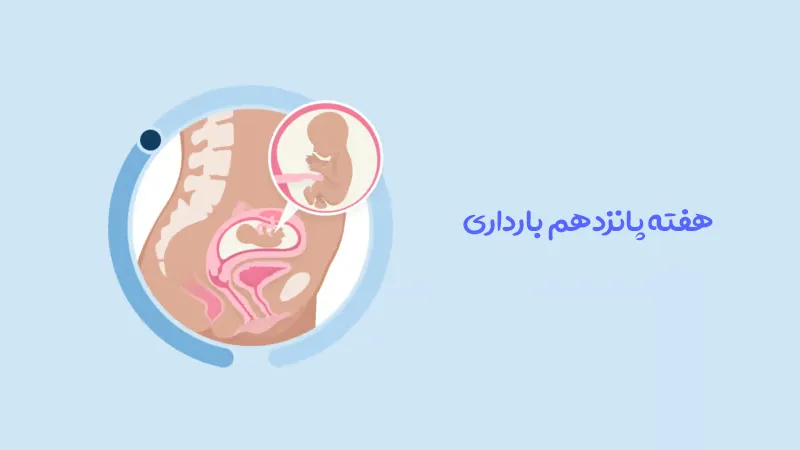 هفته پانزدهم بارداری: همه آنچه باید بدانید