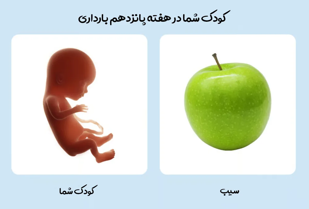 هفته پانزدهم بارداری؛ تغییرات بدن مادر و رشد جنین 1 رشد کوچولوی شما در هفته پانزدهم بارداری
