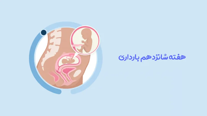 هفته شانزدهم بارداری؛ تغییرات بدن مادر و رشد جنین