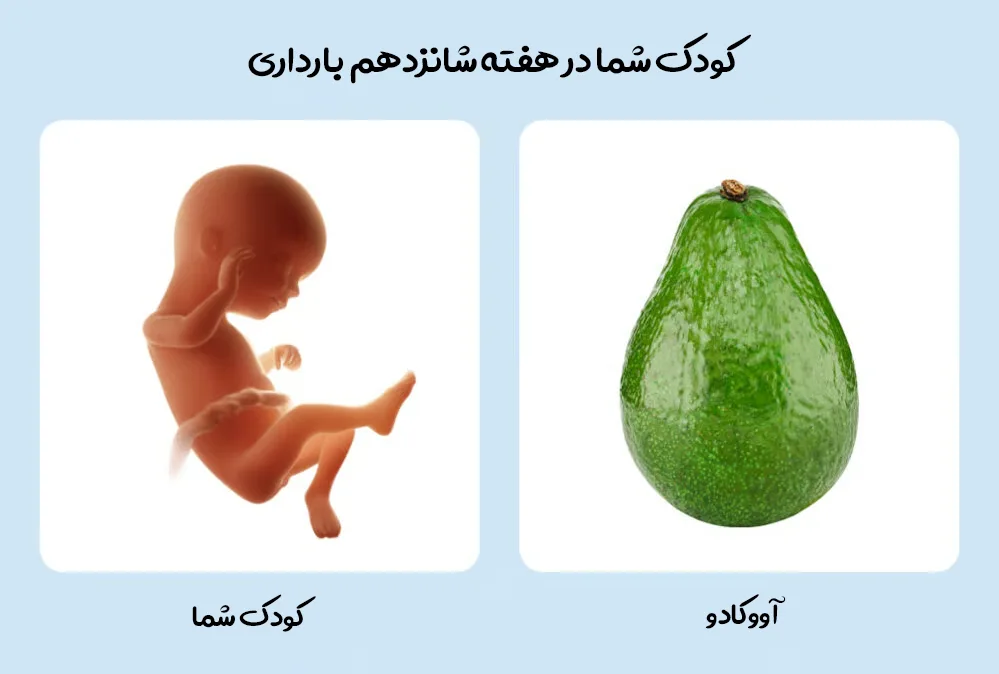 هفته شانزدهم بارداری؛ تغییرات بدن مادر و رشد جنین 1 رشد کوچولوی شما در هفته شانزدهم بارداری