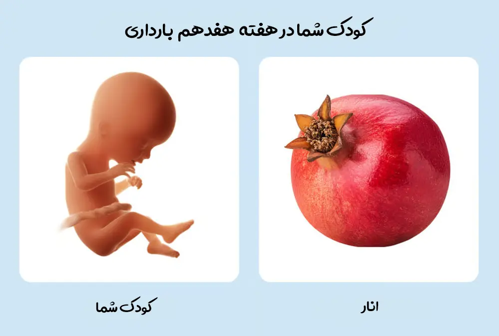 رشد کوچولوی شما در هفته هفدهم بارداری