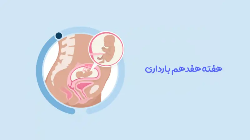 هفته هفدهم بارداری؛ وقتی حرکت‌ ها واقعی‌ تر می‌ شوند