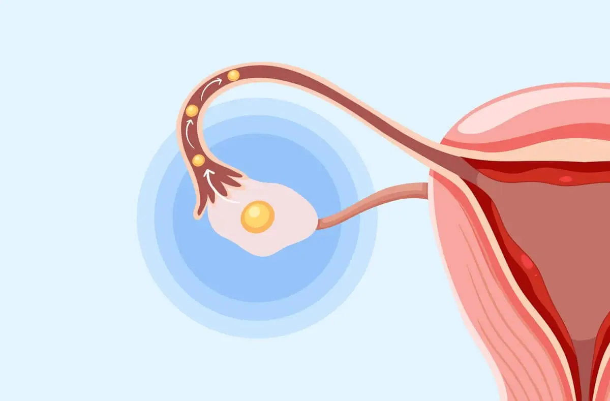 چه خوراکی هایی به افزایش تخمک گذاری کمک می کنند؟