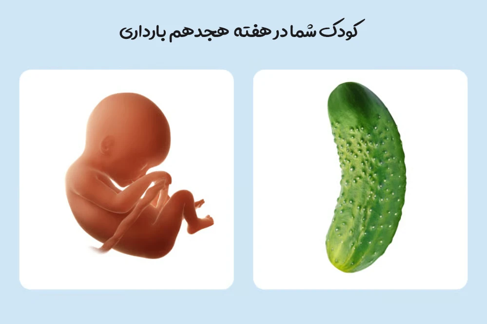 هفته هجدهم بارداری؛ رشد جنین، علائم مادر و مراقبت های هفته ۱۸ 1 هفته هجدهم بارداری