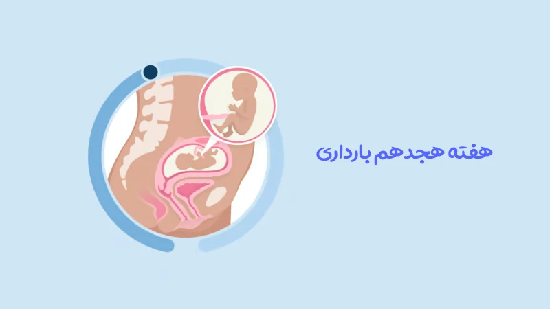 هفته هجدهم بارداری؛ رشد جنین، علائم مادر و مراقبت های هفته ۱۸