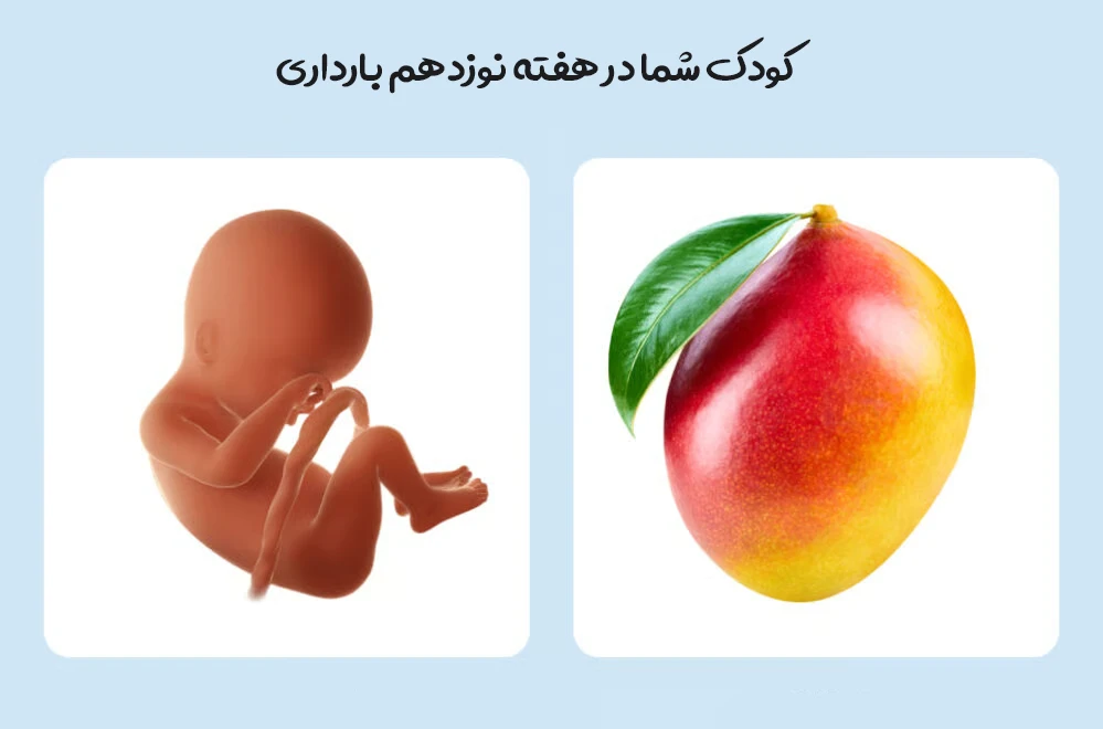 هفته نوزدهم بارداری؛ رشد جنین، علائم مادر، سونوگرافی و مراقبت های مهم 1 هفته نوزدهم بارداری