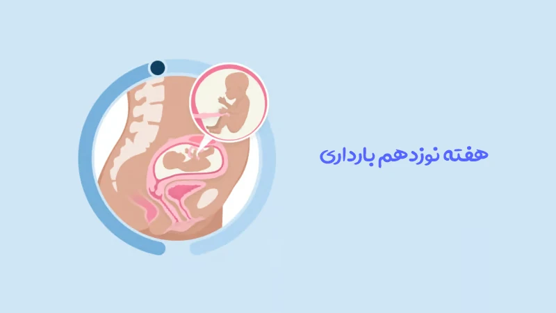 هفته نوزدهم بارداری؛ رشد جنین، علائم مادر، سونوگرافی و مراقبت های مهم
