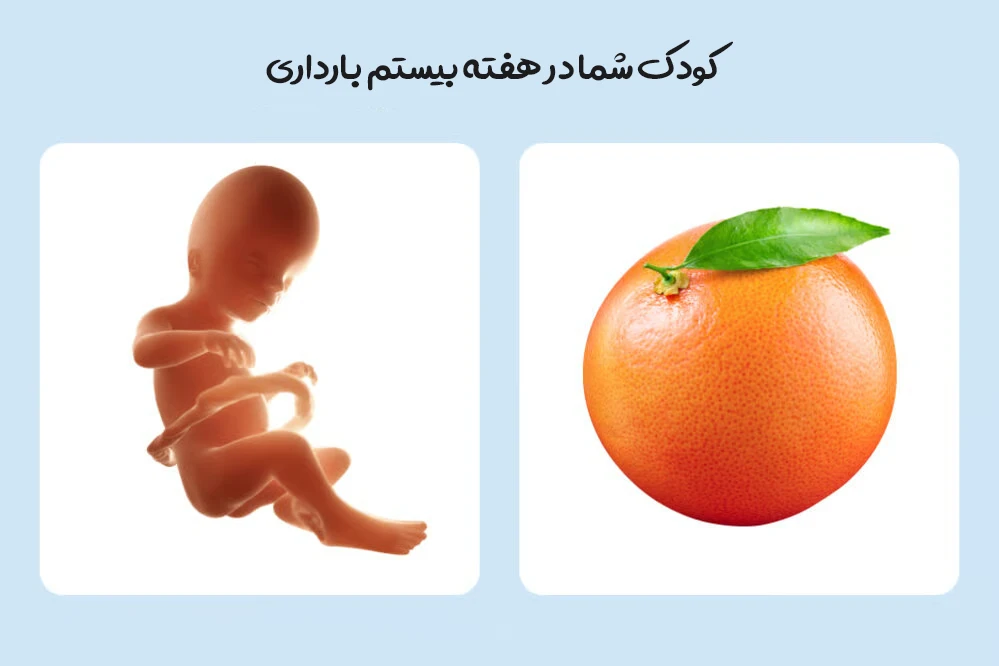 هفته بیستم بارداری؛ رشد جنین، علائم مادر، آنومالی اسکن و مراقبت های مهم 1 هفته بیستم بارداری