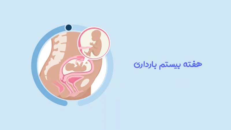 هفته بیستم بارداری؛ رشد جنین، علائم مادر، آنومالی اسکن و مراقبت های مهم