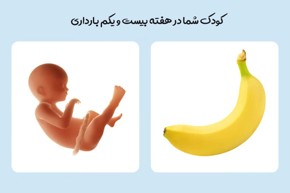 هفته بیست و یکم بارداری؛ رشد جنین، علائم مادر و مراقبت های مهم 1 هفته بیست و یکم بارداری