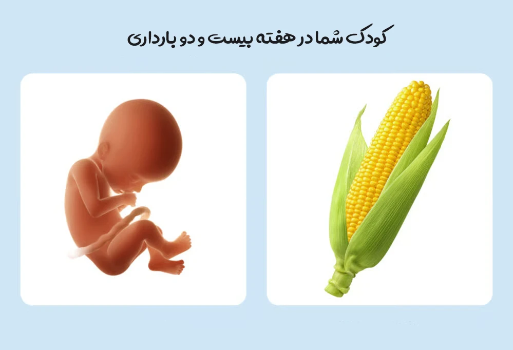 هفته بیست و دو بارداری؛ رشد جنین، علائم مادر، اندازه جنین و مراقبت های مهم 1 هفته بیست و دو بارداری