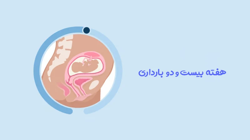 هفته بیست و دو بارداری؛ رشد جنین، علائم مادر، اندازه جنین و مراقبت های مهم
